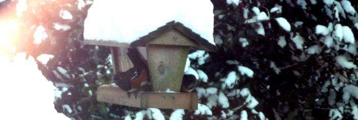 bird-house-snow