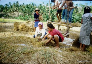 Rice_harvest01