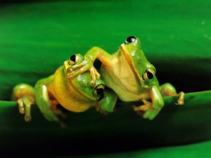 Frogs 2 not listening