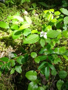 CreepingDogwoodTimLake 6.2014