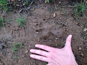 handmeasuringpawprint