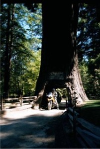 drive through tree